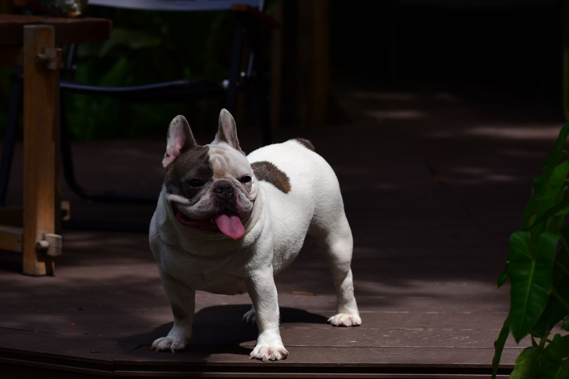 French Bulldog enjoying the outdoors on a wooden deck under sunlight.