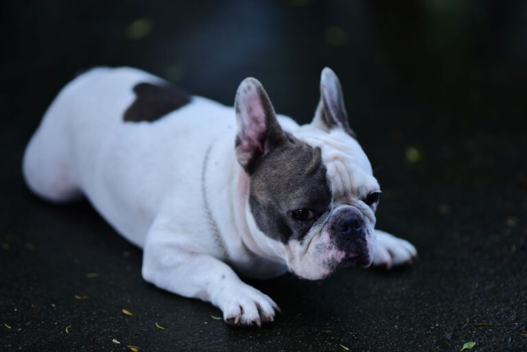 French Bulldog with distinctive coloring lying on wet pavement, outdoors.