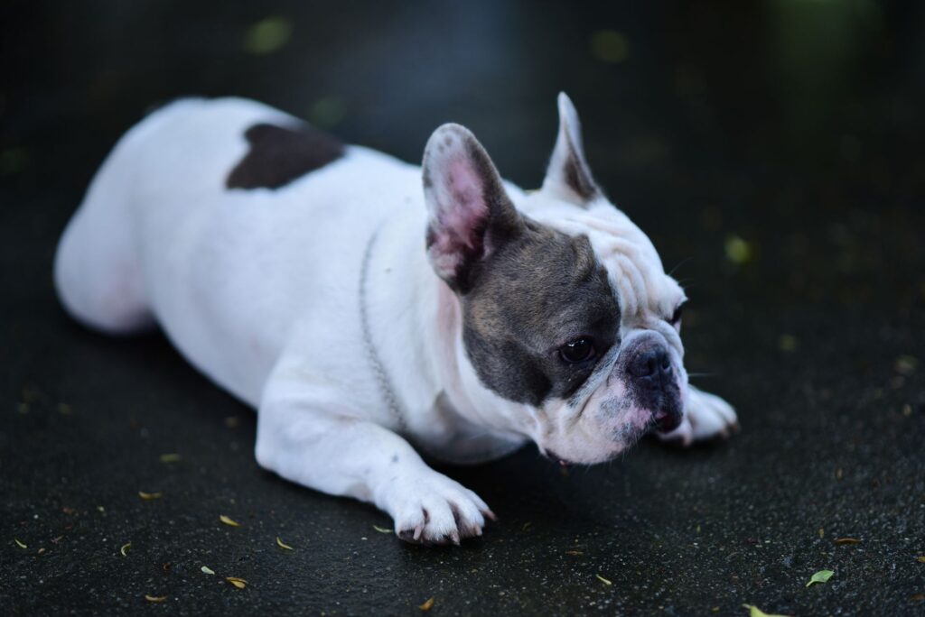 A French Bulldog relaxing on a wet surface, highlighting its unique coat and attentive expression.