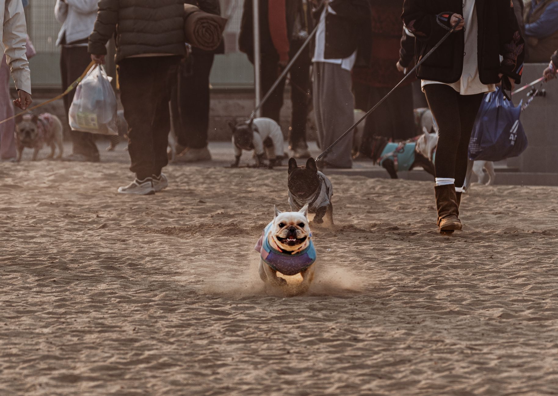 Captivating scene of dogs running joyfully on a sandy beach with their owners during a warm day.
