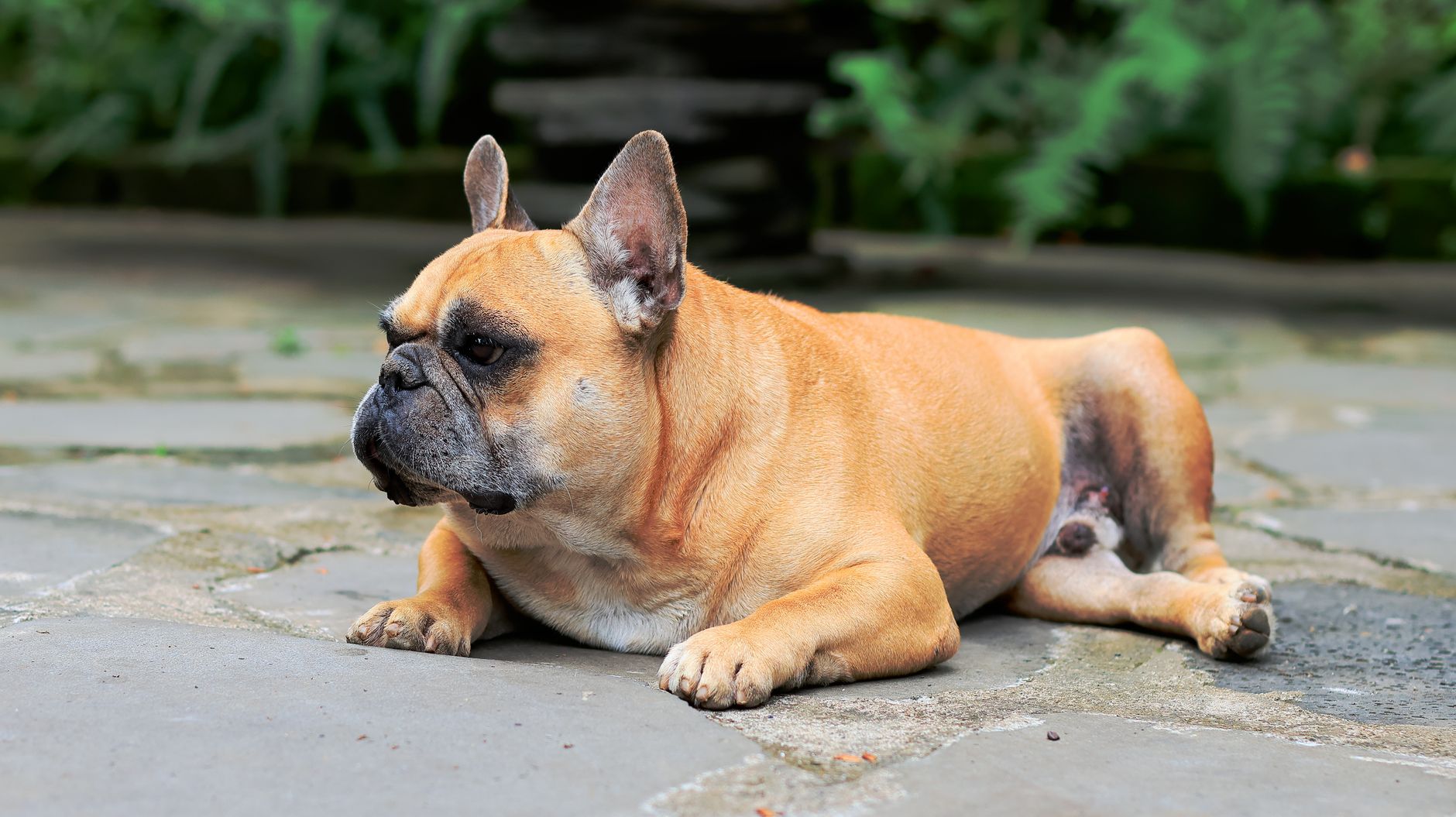 A French Bulldog rests serenely on a stone patio outdoors, enjoying a peaceful day.