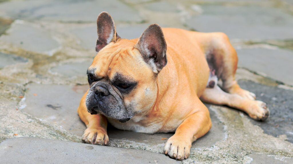 A serene French Bulldog lying on a stone patio outdoors.