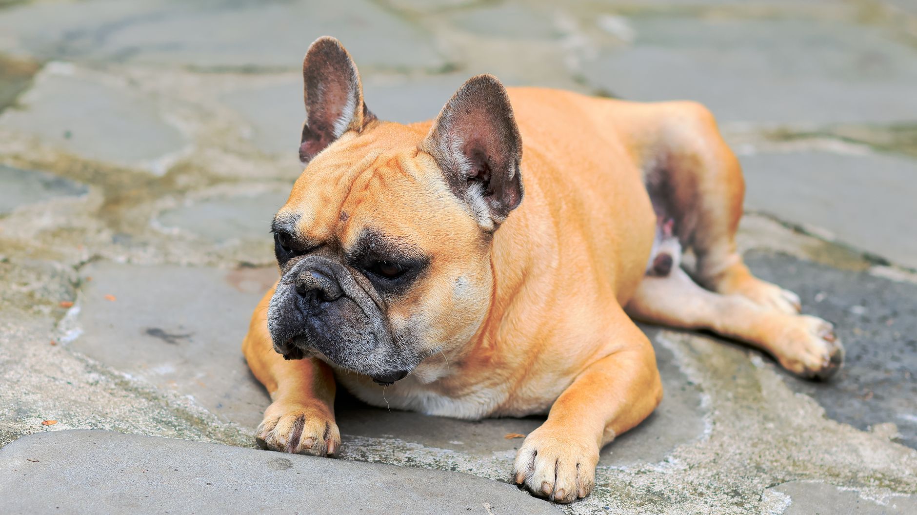A serene French Bulldog lying on a stone patio outdoors.