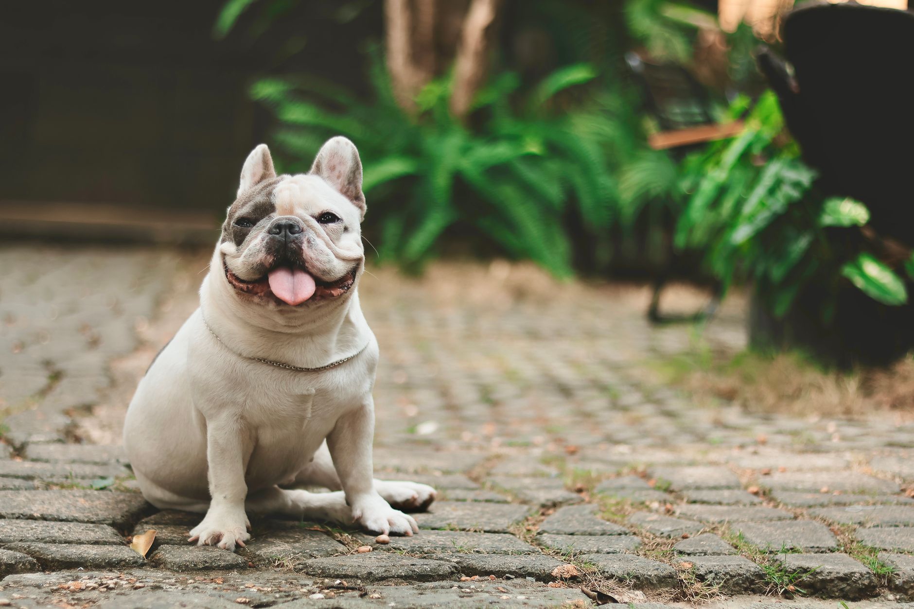 Happy French Bulldog with tongue out sitting on cobblestone path during the day.