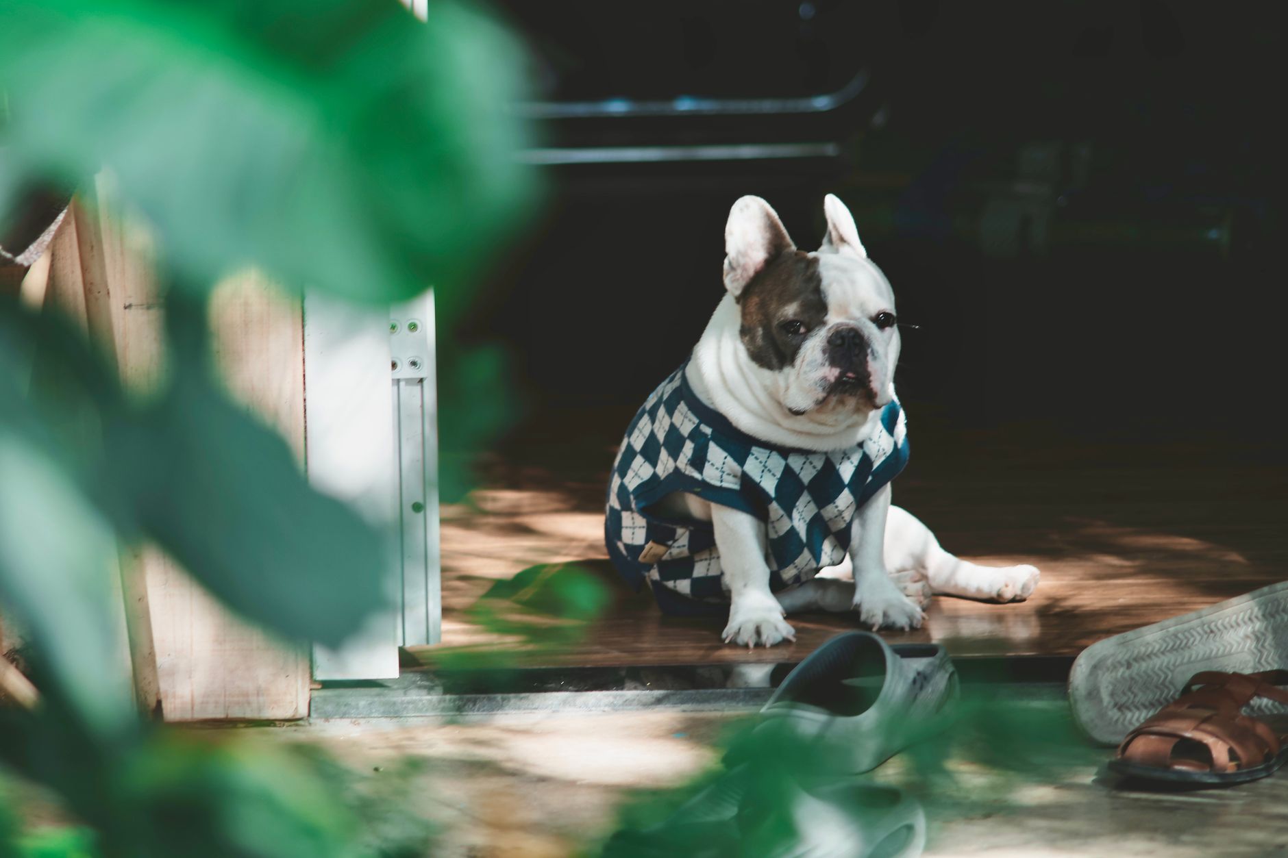 French Bulldog wearing sweater rests in doorway surrounded by greenery.