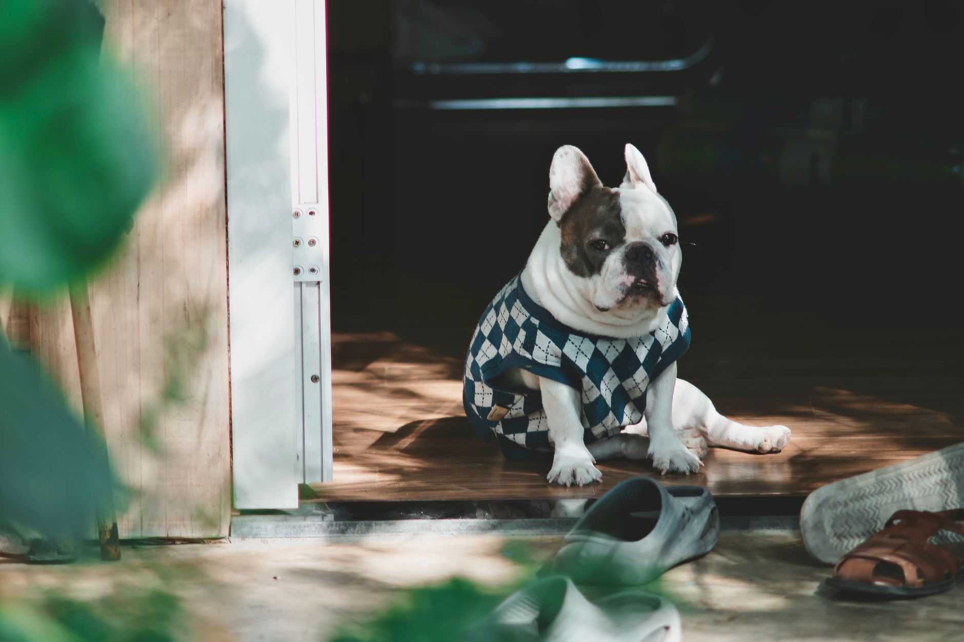 Adorable French Bulldog sitting in a doorway wearing a stylish sweater.