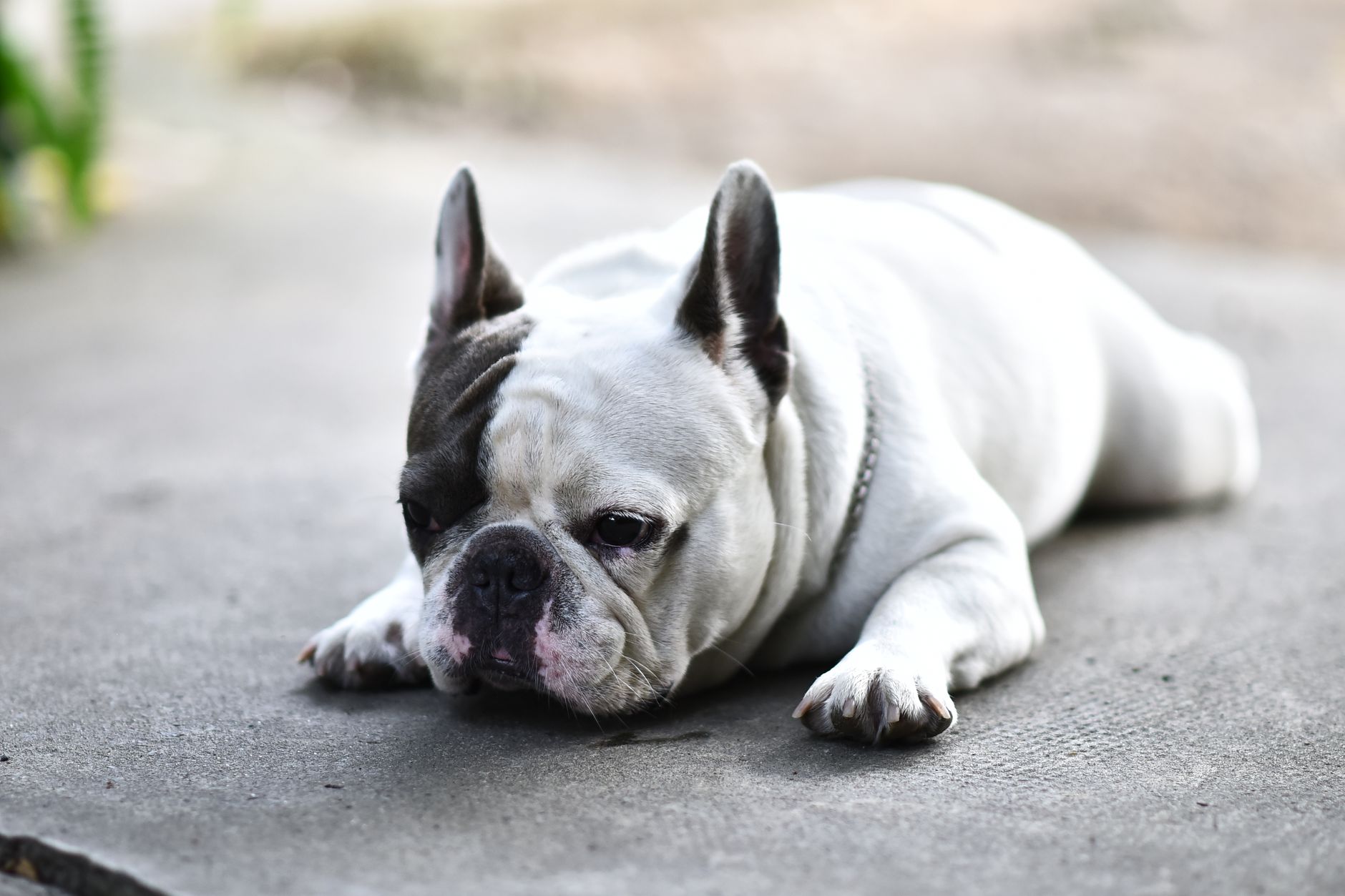 French Bulldog resting on a sunny pavement, showcasing relaxed pet demeanor.