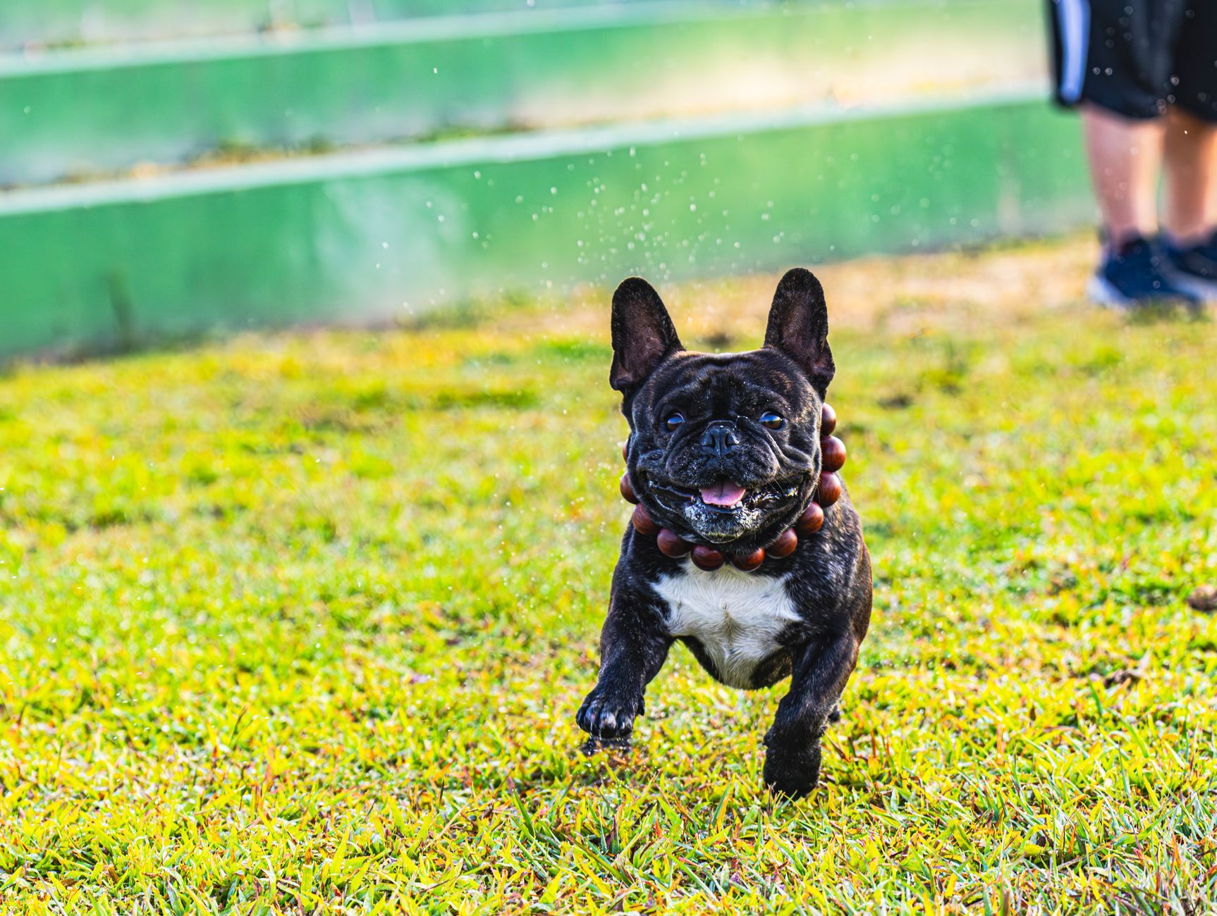 Joyful French Bulldog running on a grassy field with a playful expression during the day.