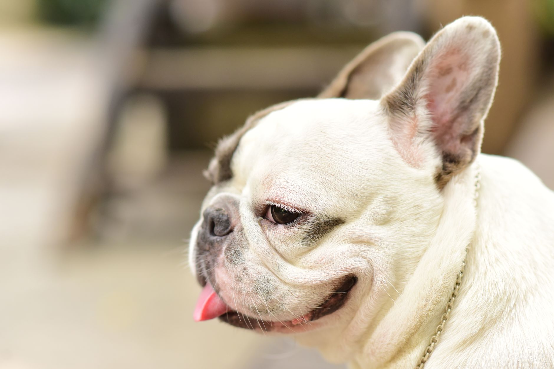 Adorable French bulldog with a happy expression sitting outdoors, showcasing its unique features.