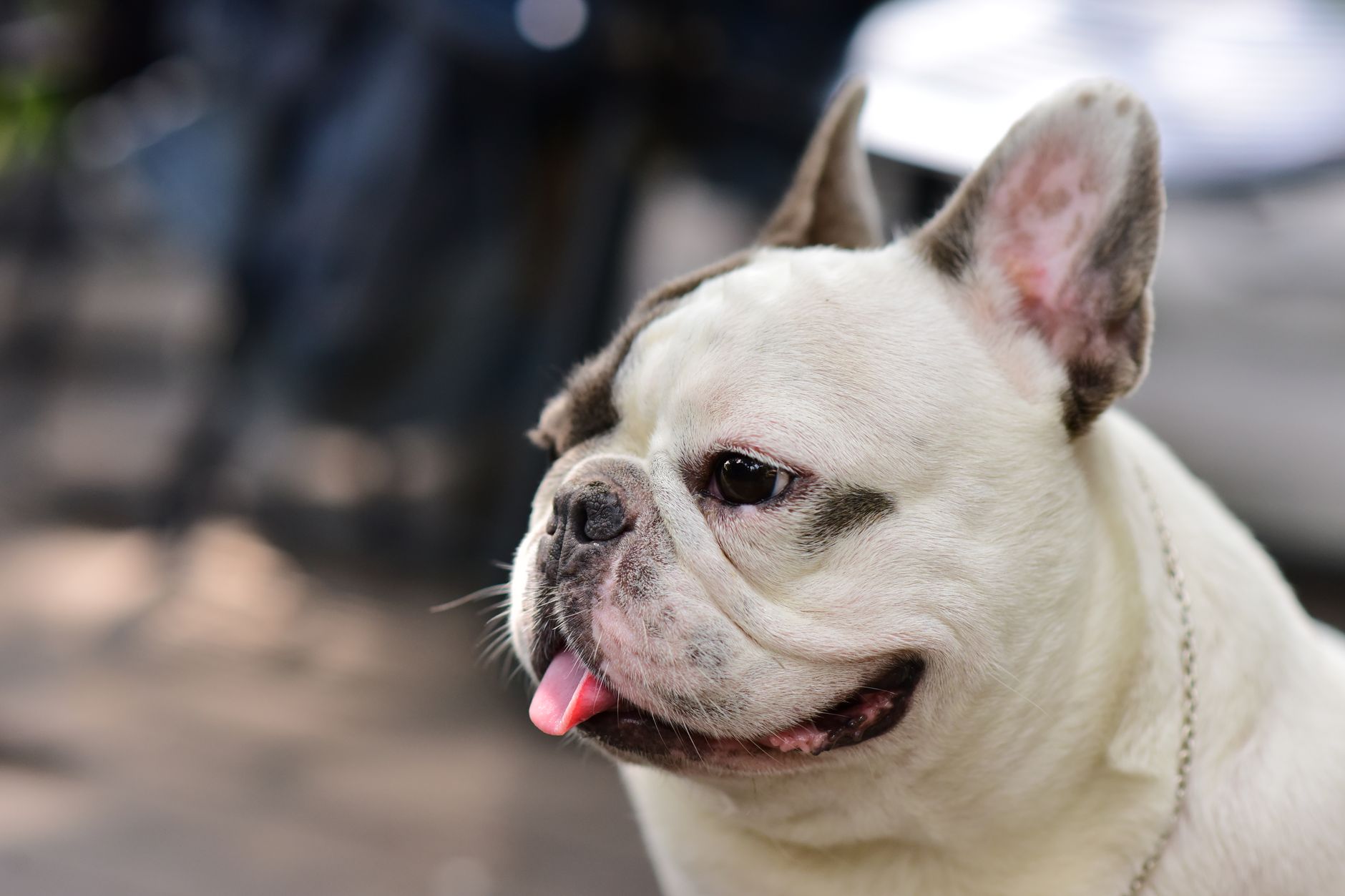 Adorable French Bulldog panting outdoors. Perfect for pet lovers and animal enthusiasts.