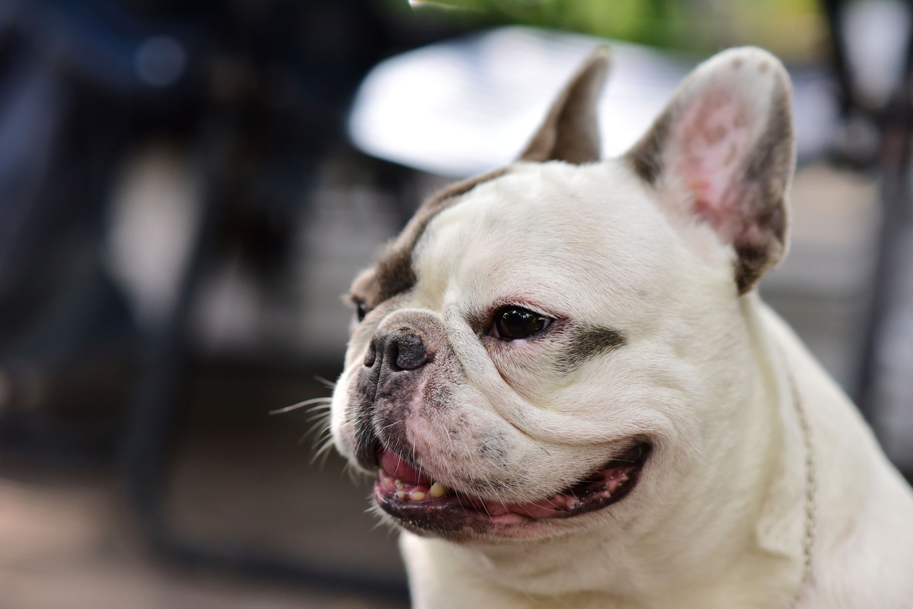 Close-up of a smiling French Bulldog enjoying a day outdoors. Perfect for pet enthusiasts.