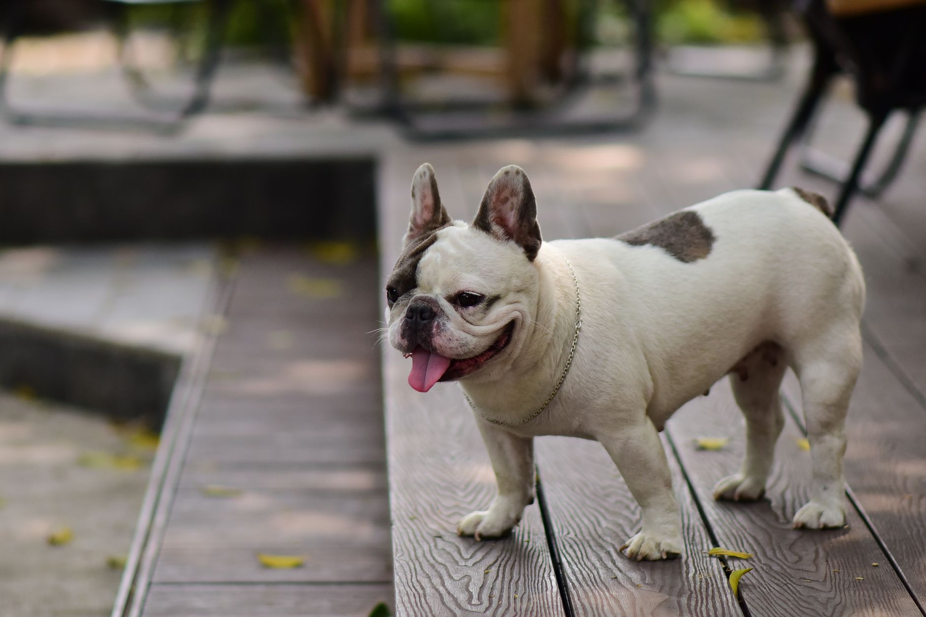 Cute French Bulldog standing on wooden deck outdoors, enjoying a sunny day.