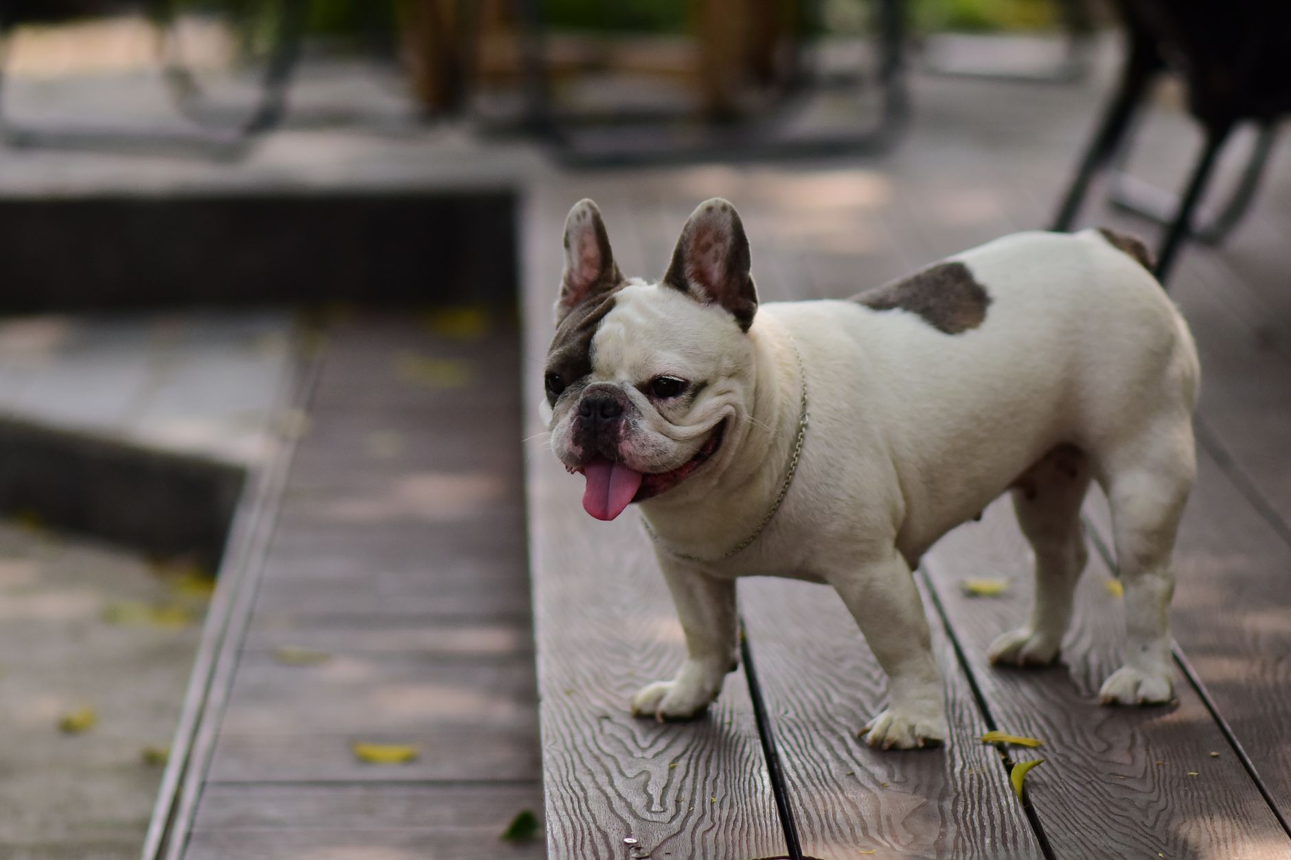 A happy French Bulldog standing on wooden decking, enjoying a warm sunny day outdoors.