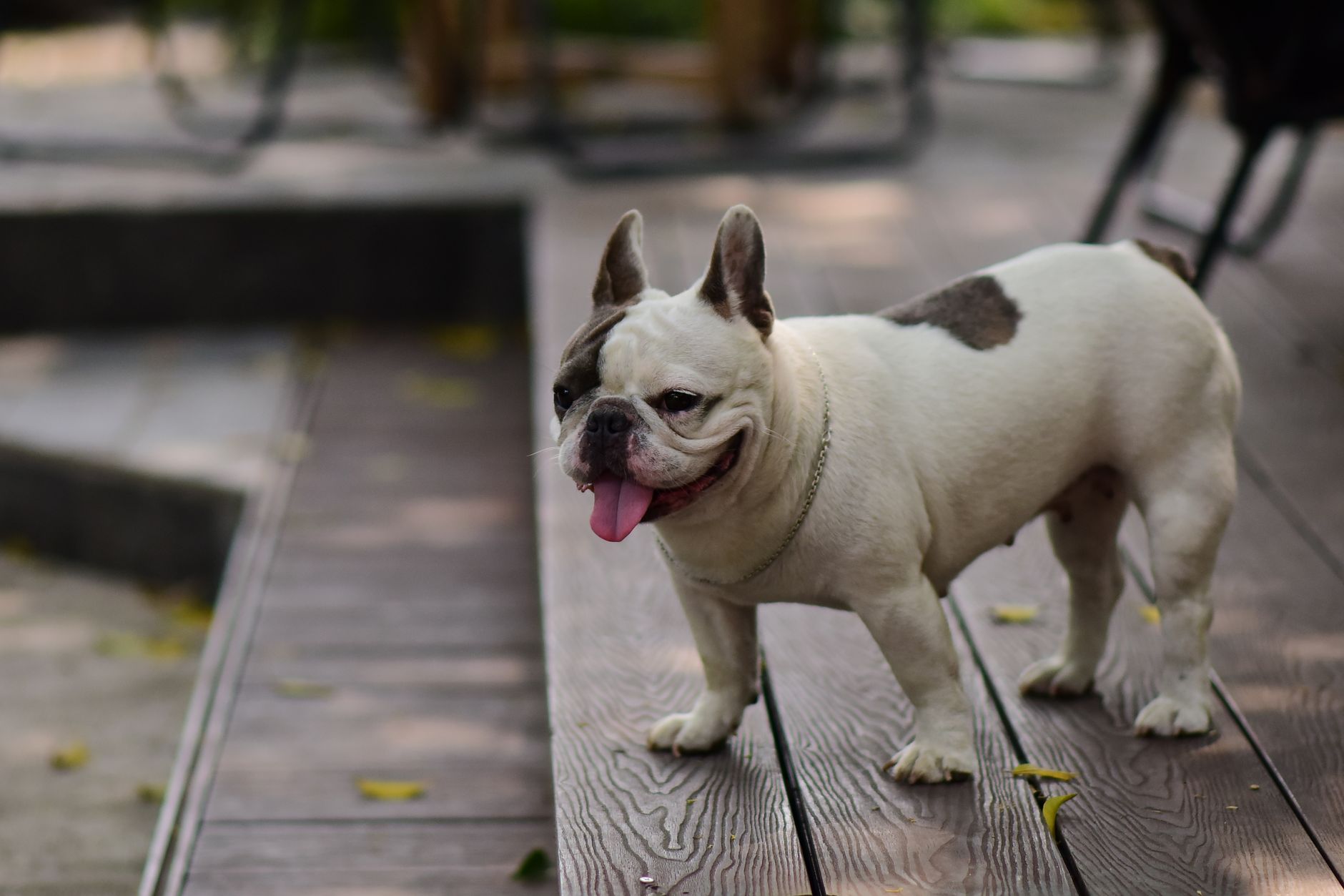 French Bulldog standing on a wooden patio with a playful expression, outdoors.