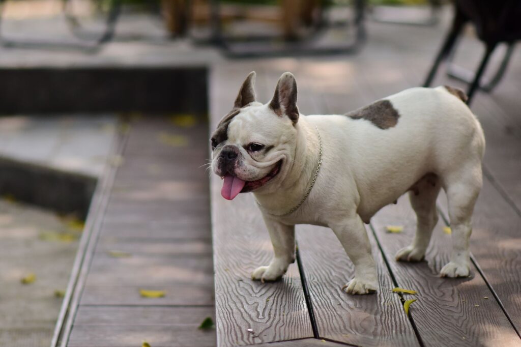 Happy French Bulldog standing on a wooden deck outdoors during a sunny day.