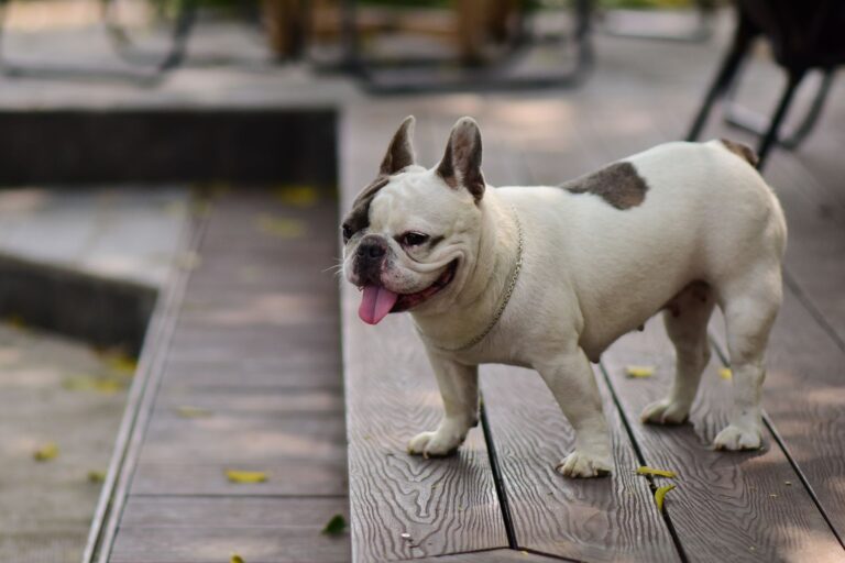 Happy French Bulldog standing on a wooden deck outdoors during a sunny day.