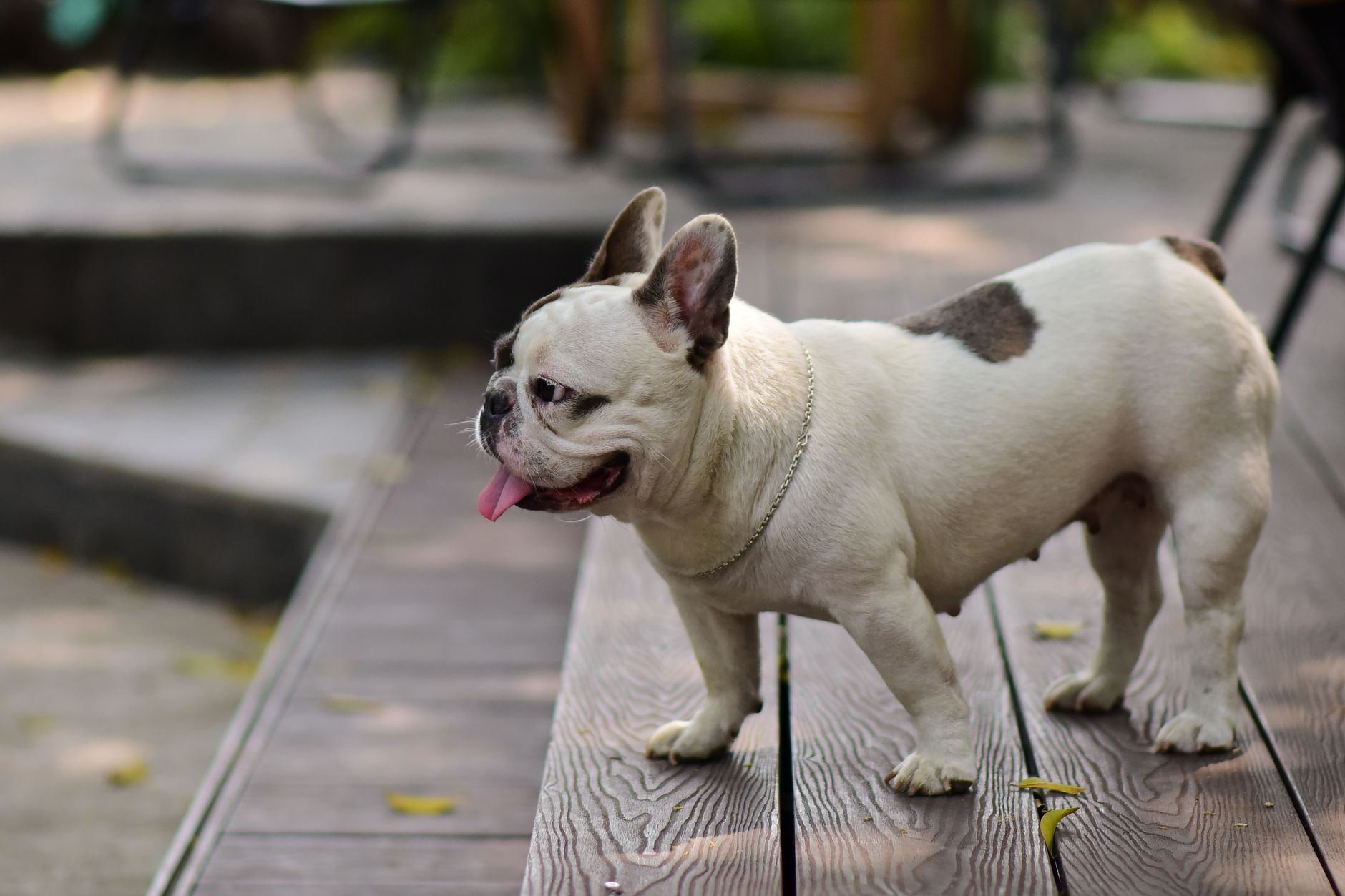 Charming French Bulldog with distinctive markings standing on a wooden deck outdoors.