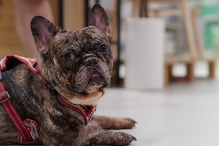 A brindle French bulldog relaxing indoors wearing a red harness on a soft surface.