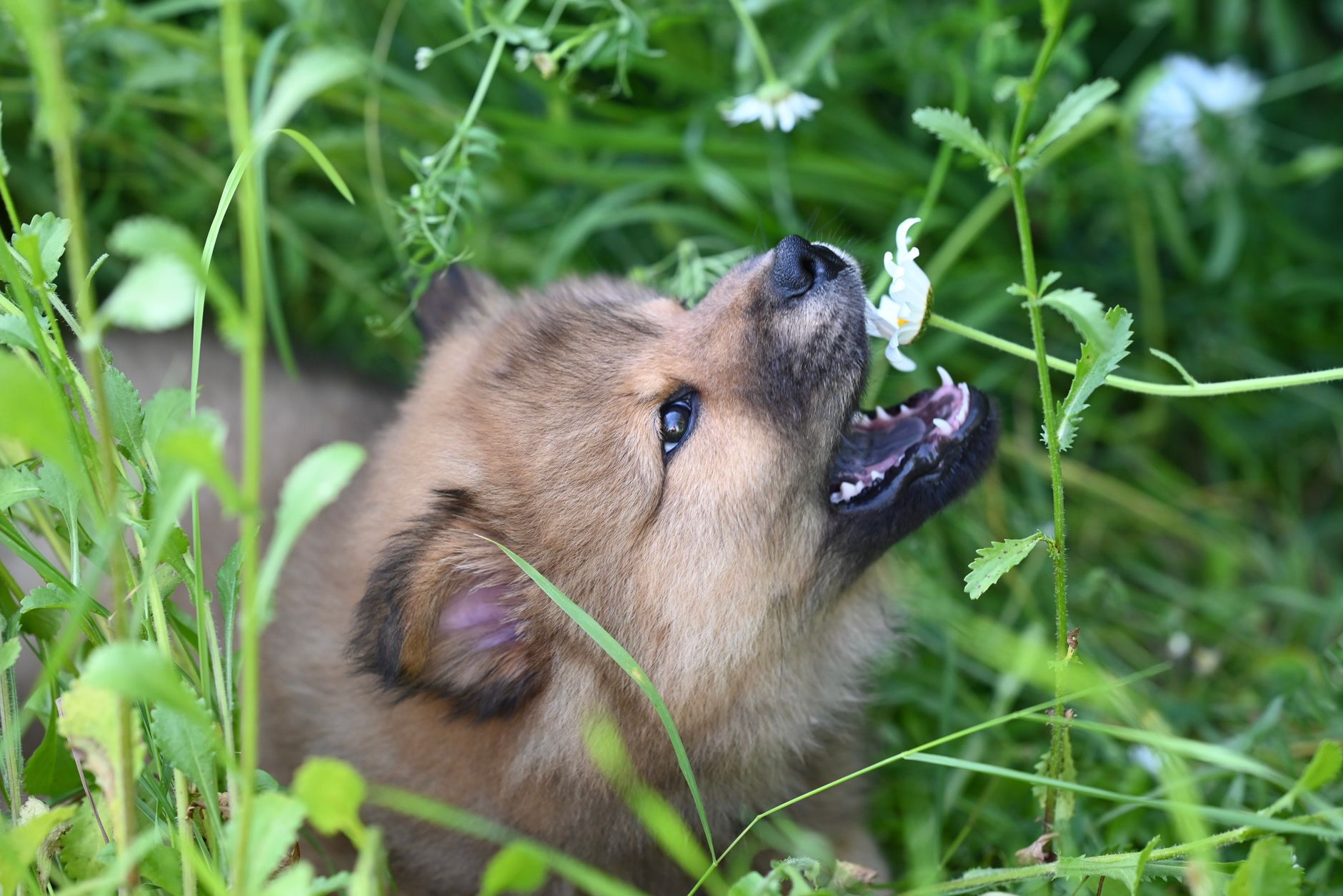 A cute puppy playfully interacting with plants in a lush green garden setting.