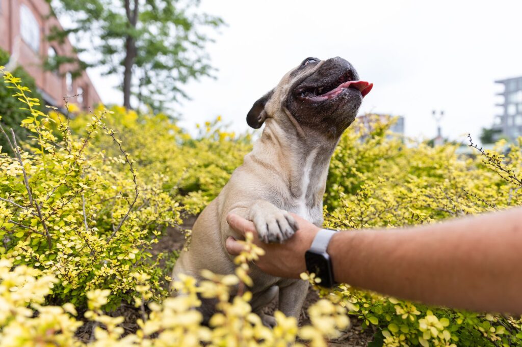 A cheerful French Bulldog enjoying a sunny day in a vibrant garden in Montreal.