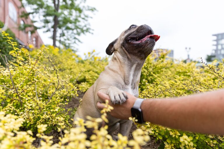A cheerful French Bulldog enjoying a sunny day in a vibrant garden in Montreal.
