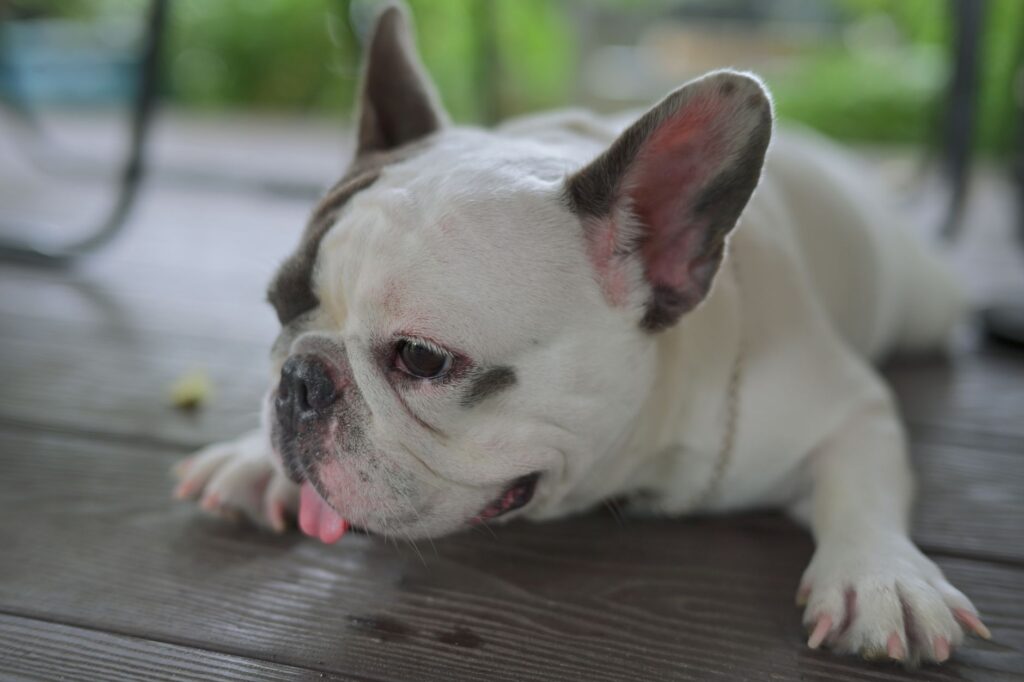 A French Bulldog lays on a porch with a playful expression. Perfect for pet lovers.