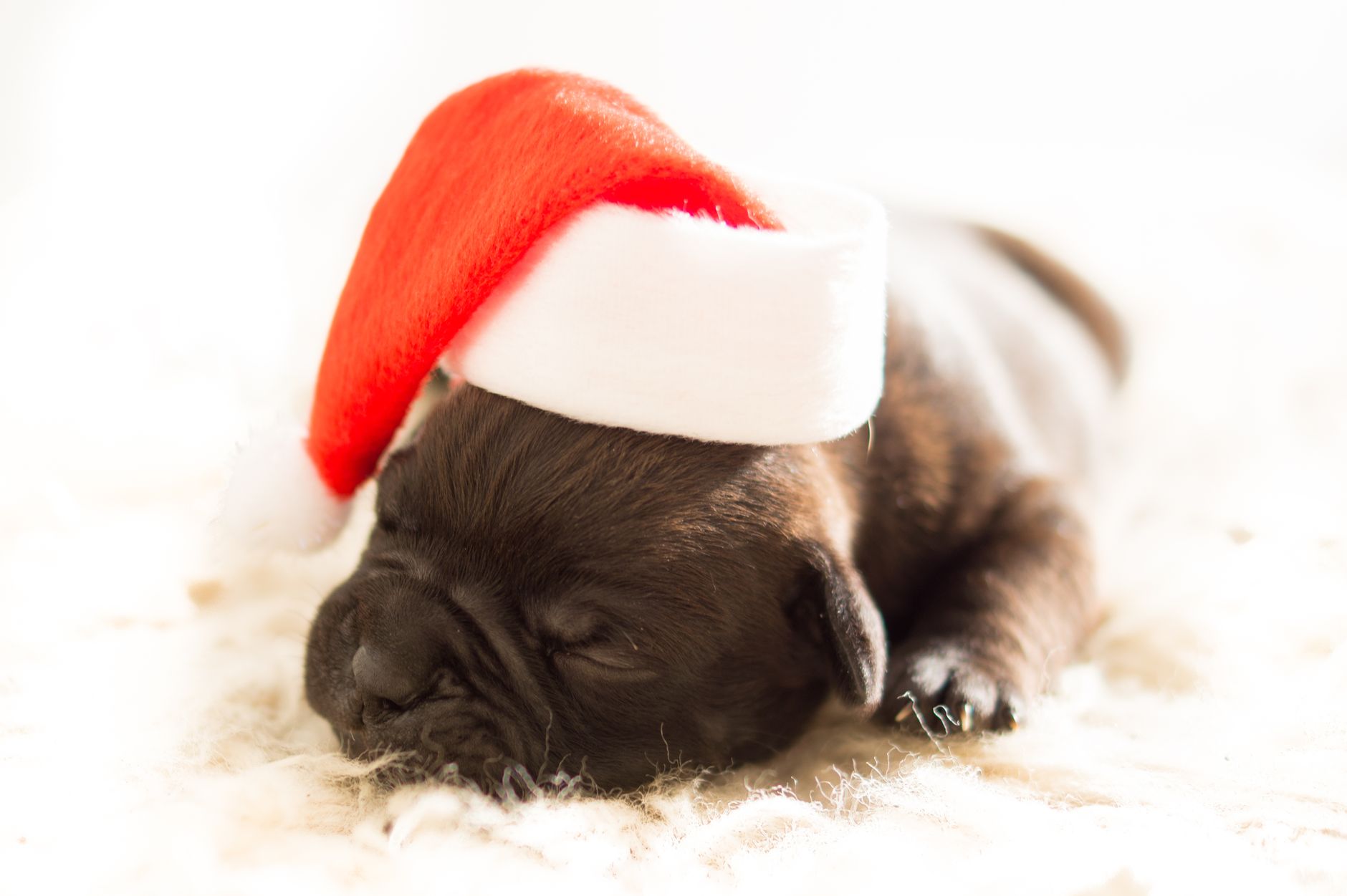 Adorable bulldog puppy wearing a Santa hat, peacefully napping on a soft surface.