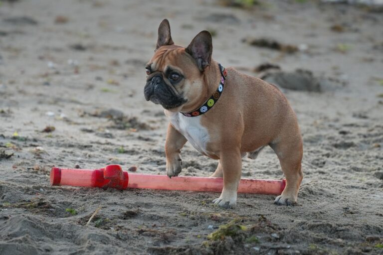 A cute French Bulldog playing with a red toy on a sandy beach, enjoying a fun day outdoors.