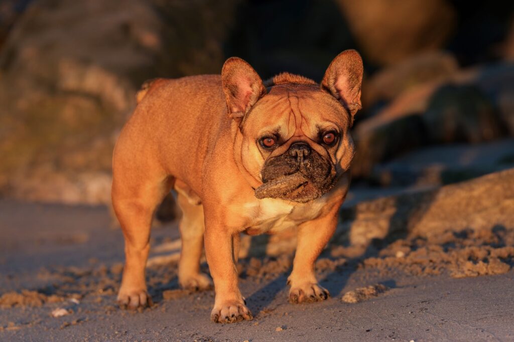 A French Bulldog stands on Stamford beach at sunrise, capturing the warm morning glow.