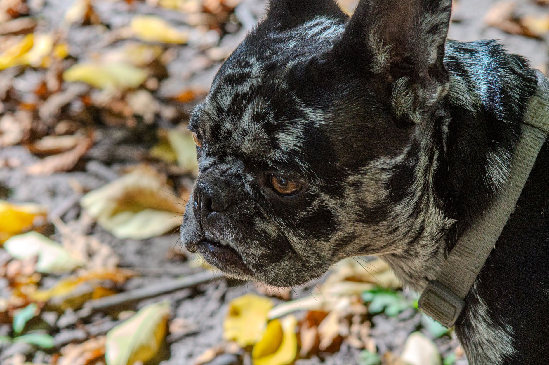 French Bulldog with unique coat pattern in a fall setting with yellow leaves.