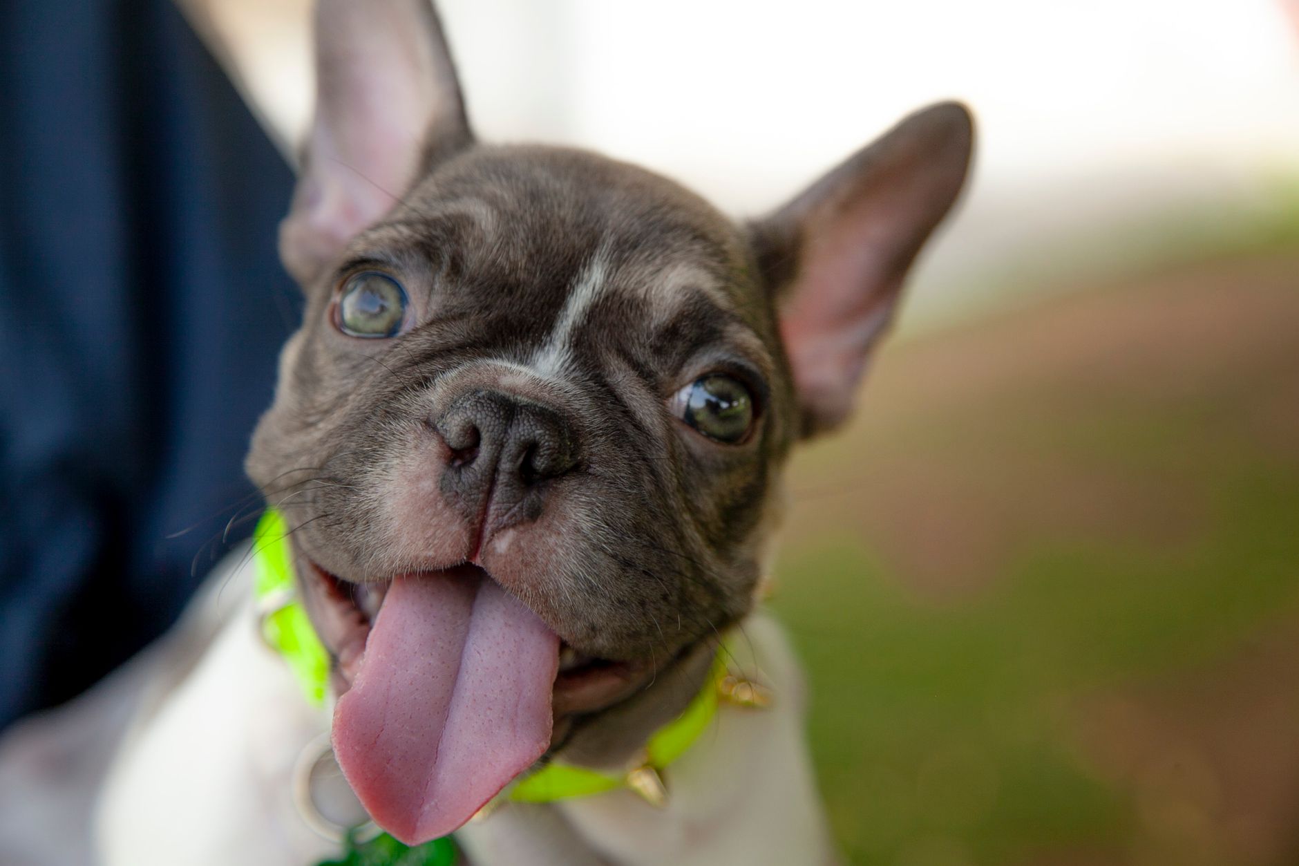 Close-up of a cute French Bulldog puppy with tongue out, showcasing its playful personality.