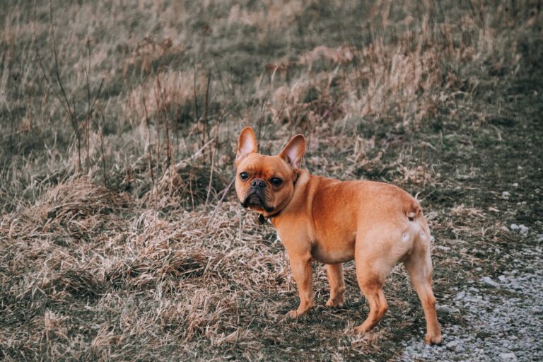 A young brown French Bulldog standing outdoors on a grassy field.