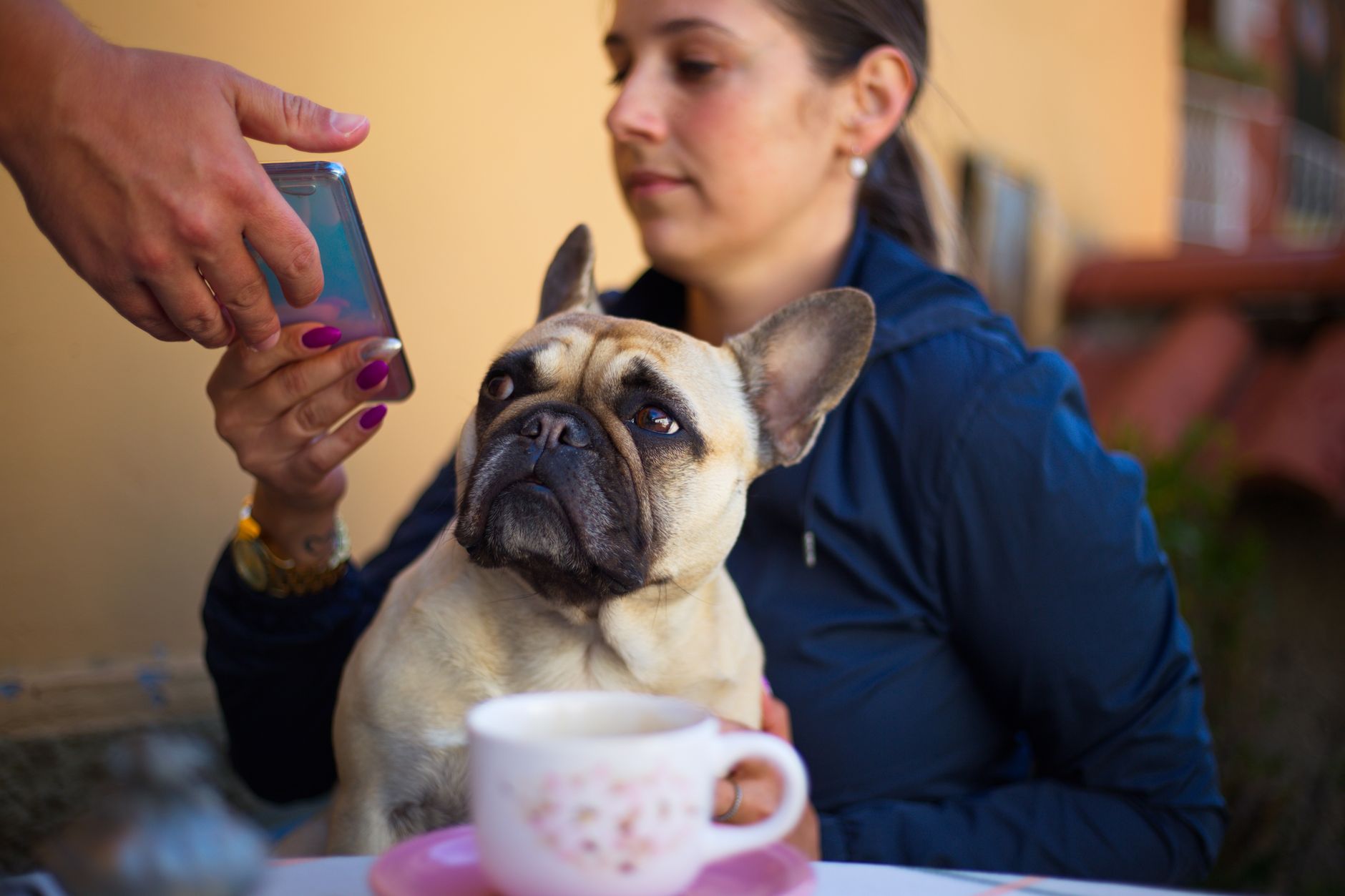 Crop female with mobile phone in hand and French bulldog sitting at table in cafe