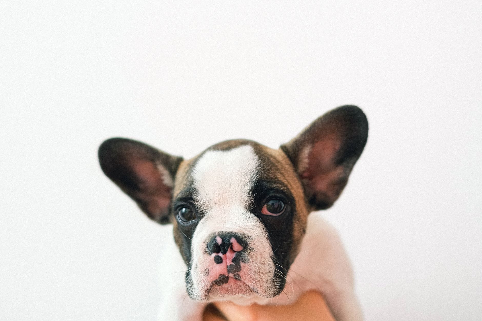 Close-up portrait of a cute French Bulldog puppy with a white background.