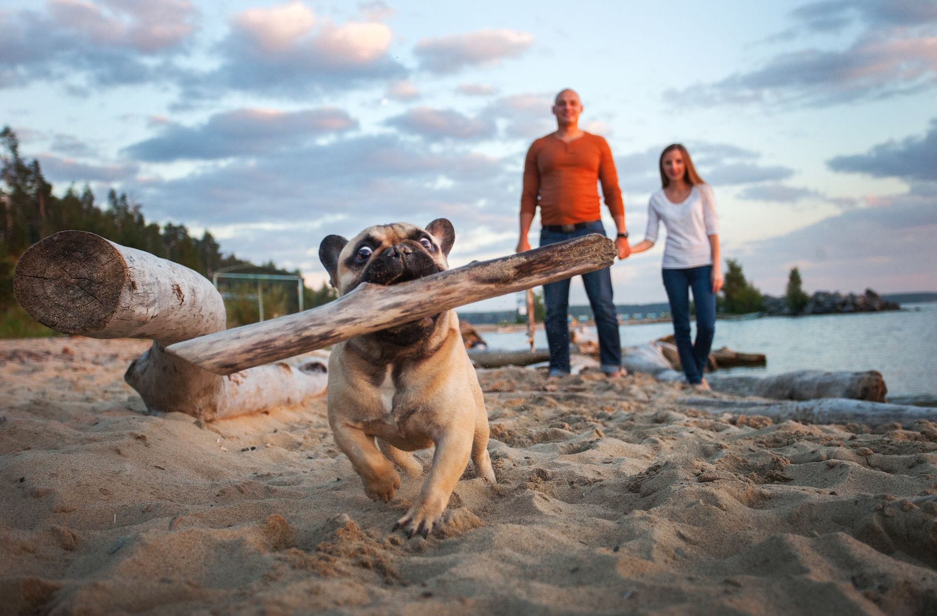 A bulldog happily carries a stick on a sandy beach with a couple in the background.