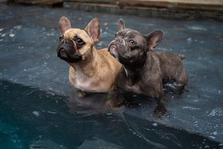 Cute French Bulldogs enjoying a swim in a backyard pool on a sunny day