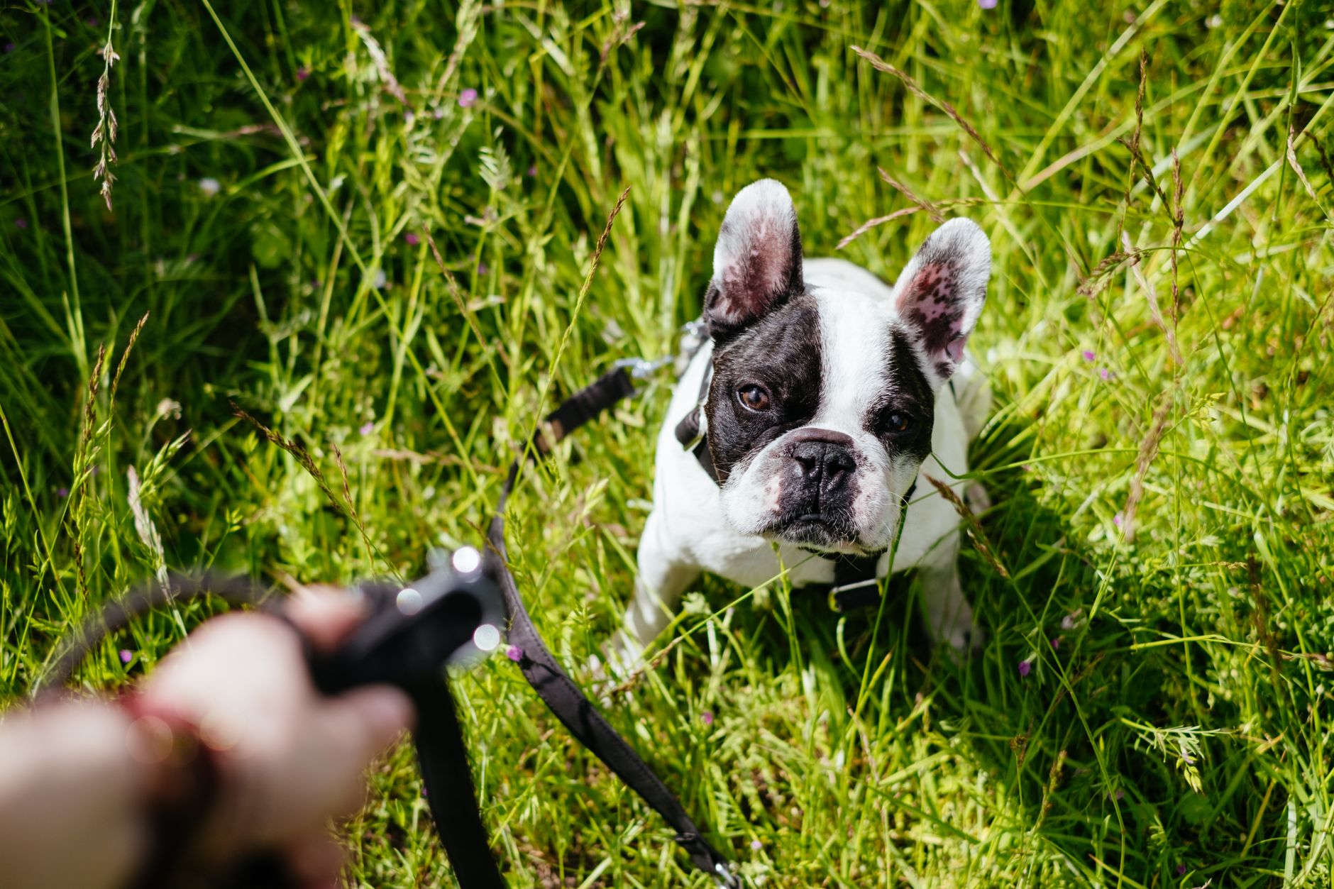 Cute French Bulldog on a leash in a grassy field in Warsaw, Poland, captured up close.