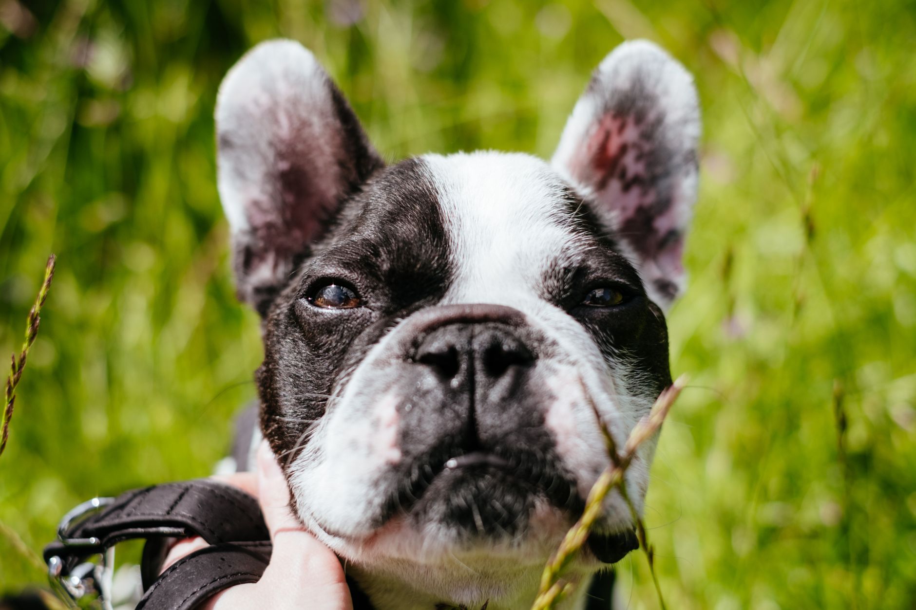 Close-up of a cute French bulldog surrounded by greenery in Warsaw.
