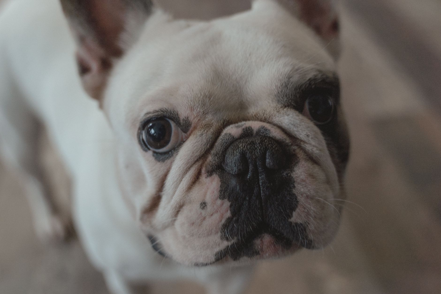 Adorable close-up of a French Bulldog with expressive eyes.