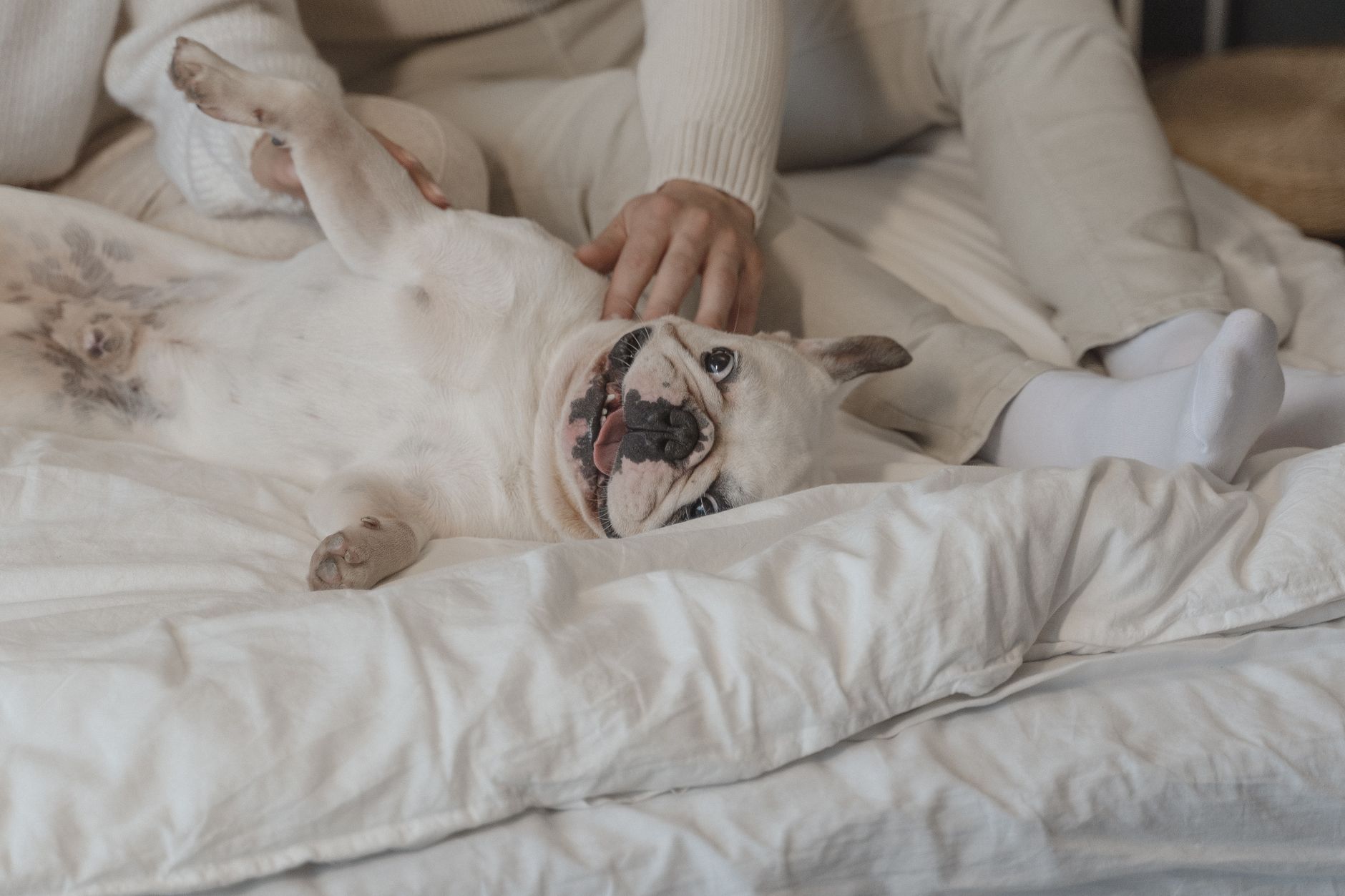 A French Bulldog enjoying a cozy moment on a bed, showcasing a bond with its owner.