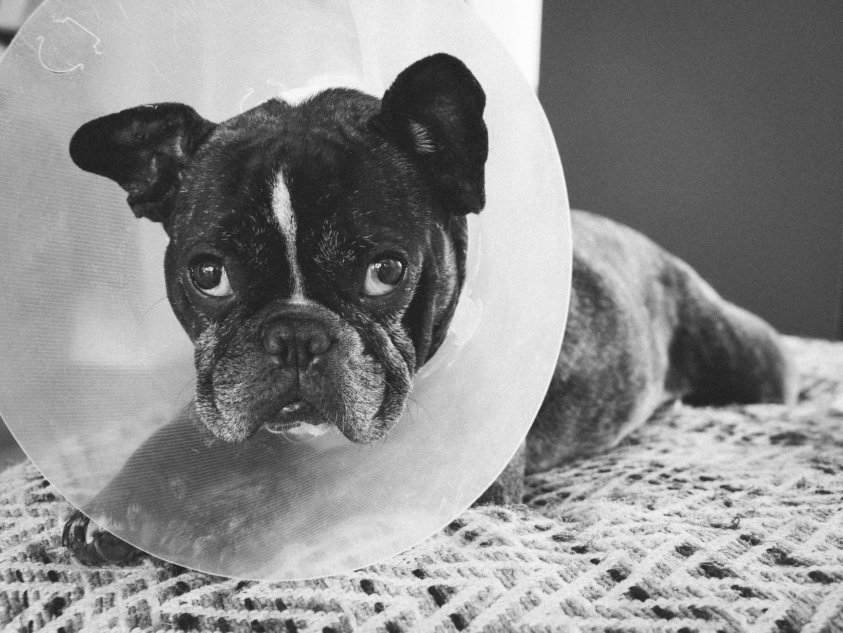Black and white portrait of French Bulldog wearing an Elizabethan collar, lying indoors.