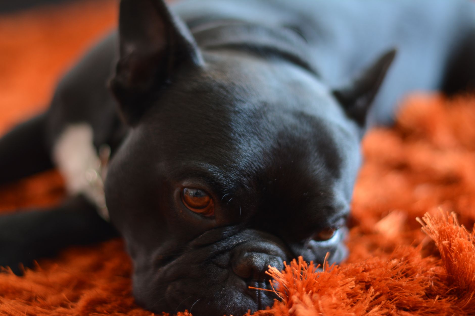 Close-up of a black French Bulldog relaxing on an orange carpet indoors.