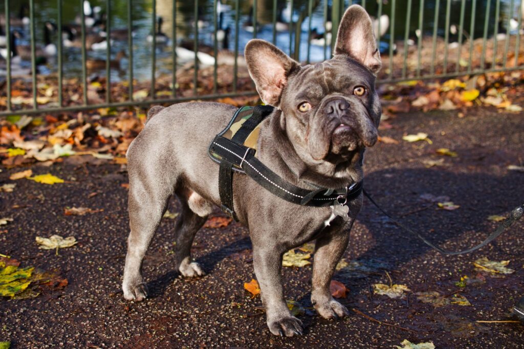 Adorable French Bulldog standing confidently among autumn leaves in a park setting.