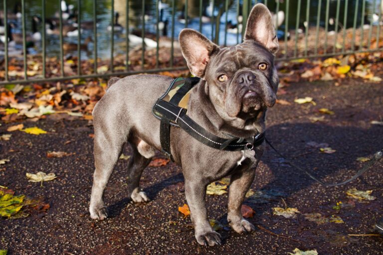 Adorable French Bulldog standing confidently among autumn leaves in a park setting.