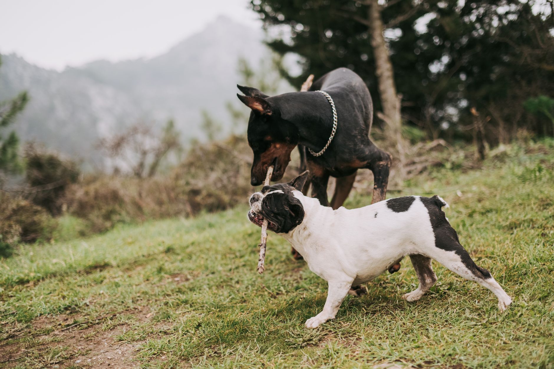 Two dogs energetically playing with a stick on a grassy field, surrounded by nature.
