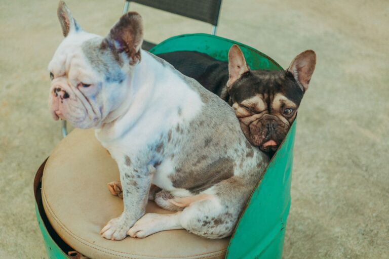 Close-up of two French Bulldogs lounging indoors, capturing their relaxed demeanor.