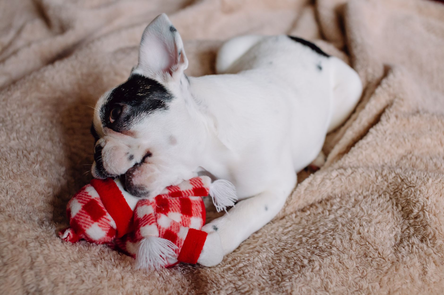Adorable French Bulldog puppy chewing on a plush toy blanket indoors.