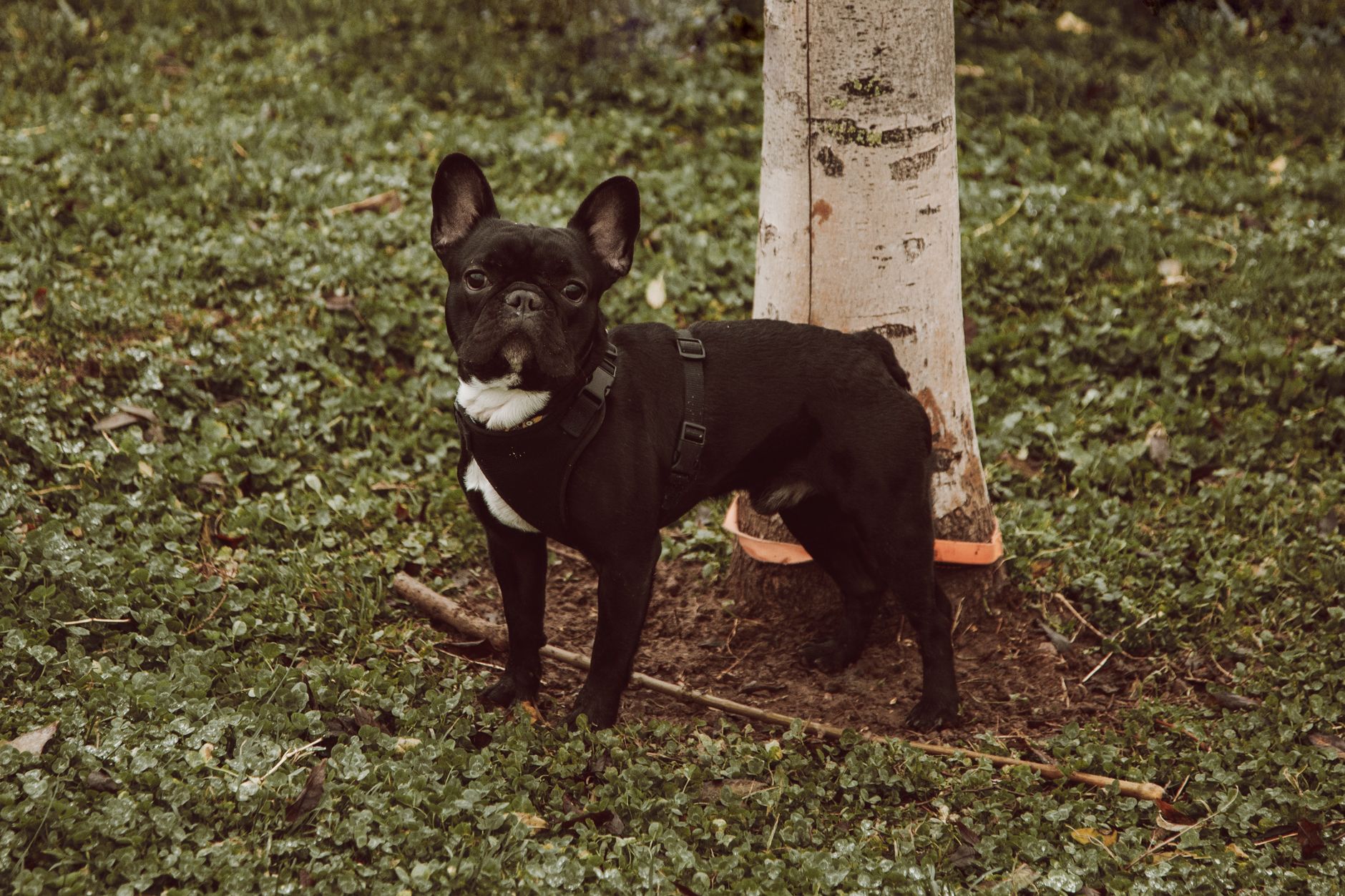 Adorable French Bulldog standing on lush green grass, adds charm to any setting.