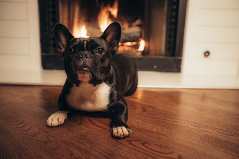 Adorable French Bulldog lying on wooden floor in front of a warm, cozy fireplace.