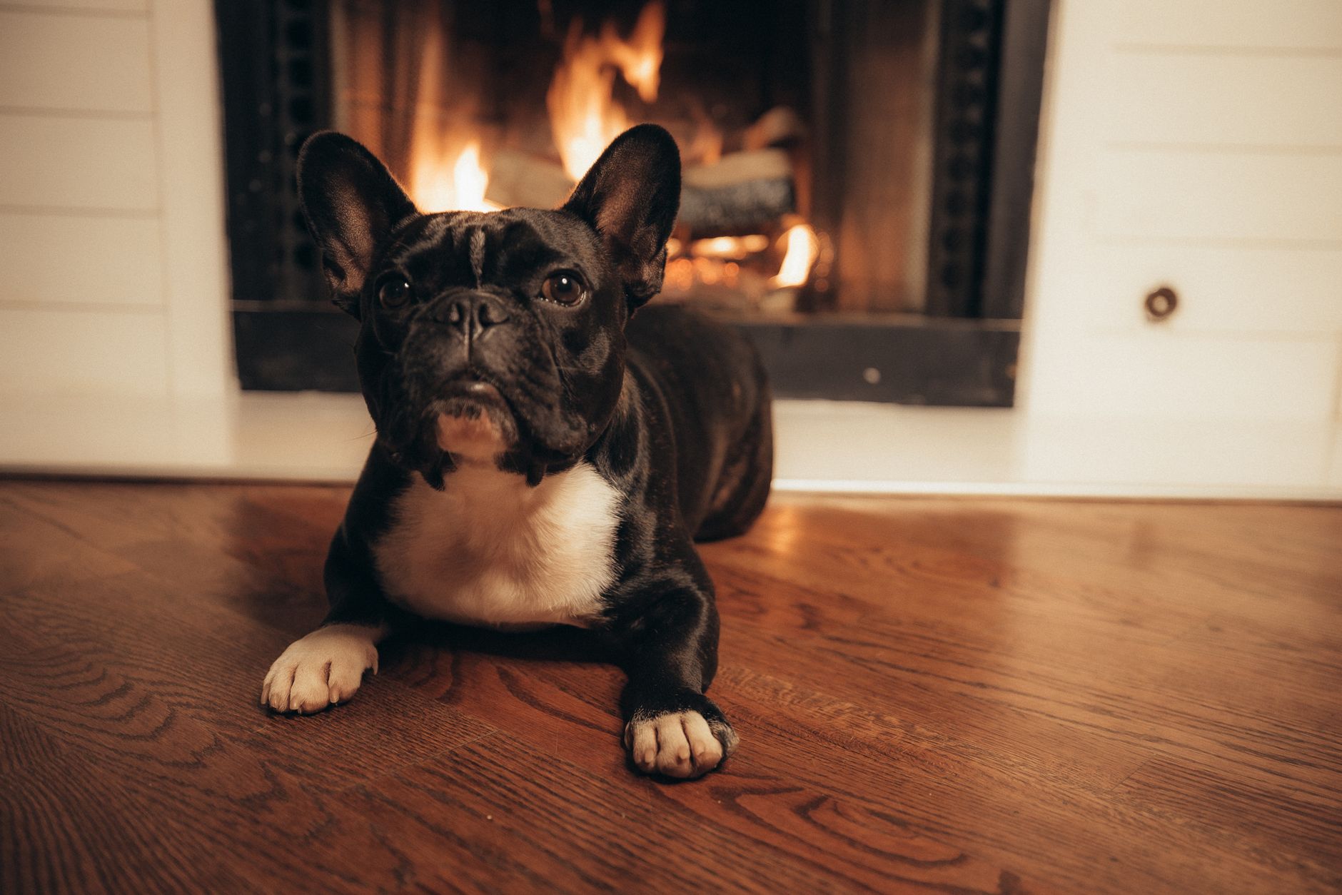 Adorable French Bulldog lying on wooden floor in front of a warm, cozy fireplace.
